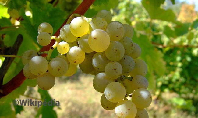 Sauvignon Blanc Sauvignon Blanc