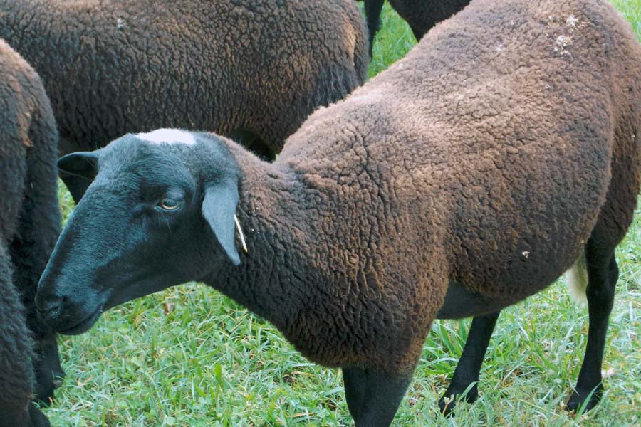 brebis noires (race du velay)