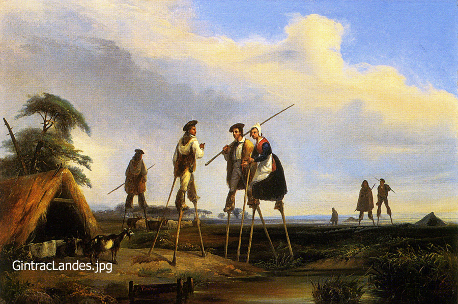 Échassiers dans les Landes