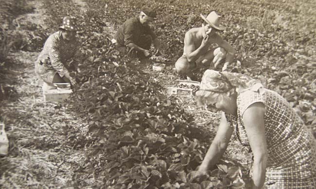 En 1976 au début de l'exploitation des fraises En 1976 au début de l'exploitation des fraises