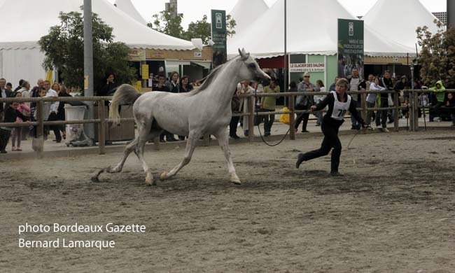Le cheval roi