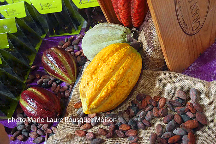 Cabosses et les graines séchées