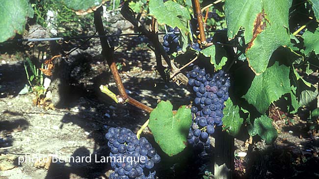 Cépage Petit Verdot