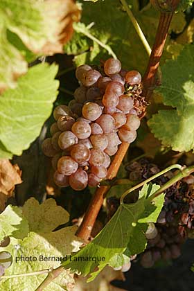 Sauvignon gris