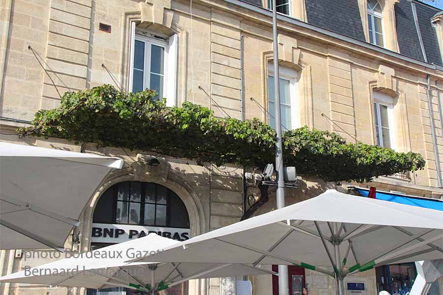 La treille de Tchicouli