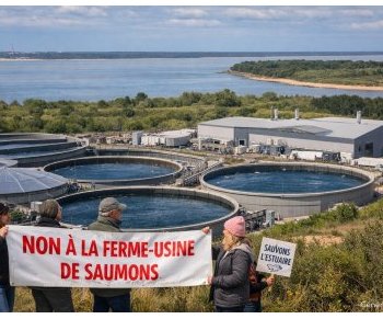 Pure Salmon au Verdon : un projet industriel qui divise le Médoc