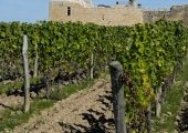Crise viticole : quel avenir pour 4 400 hectares en Gironde ?