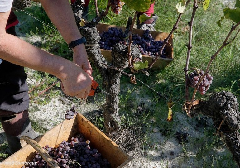 Vendanges 2026 : quand la Jurade fixait le premier coup de sécateur
