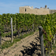 Crise viticole : quel avenir pour 4 400 hectares en Gironde ?
