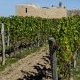 Crise viticole : quel avenir pour 4 400 hectares en Gironde ?