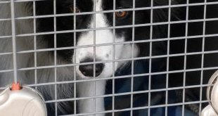 Incendies en Gironde : l'autre évacuation, celle des animaux