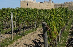 Crise viticole : quel avenir pour 4 400 hectares en Gironde ?