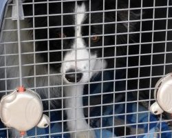 Incendies en Gironde : l'autre évacuation, celle des animaux