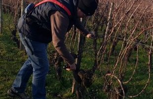 Portes ouvertes : un blanc liquoreux présenté à Farizeau