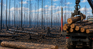 Après les incendies en Gironde, la course contre la montre pour sauver la valeur du bois