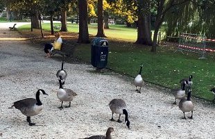 Oies et canards … Quelques habitants du jardin-Public ...
