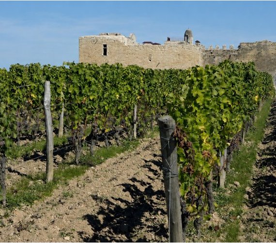 Crise viticole : quel avenir pour 4 400 hectares en Gironde ?