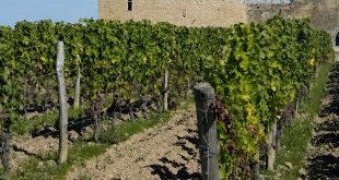 Crise viticole : quel avenir pour 4 400 hectares en Gironde ?