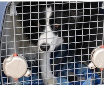 Incendies en Gironde : l'autre évacuation, celle des animaux