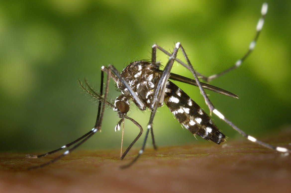 Talence : un piège à larves innovant pour combattre les moustiques tigres
