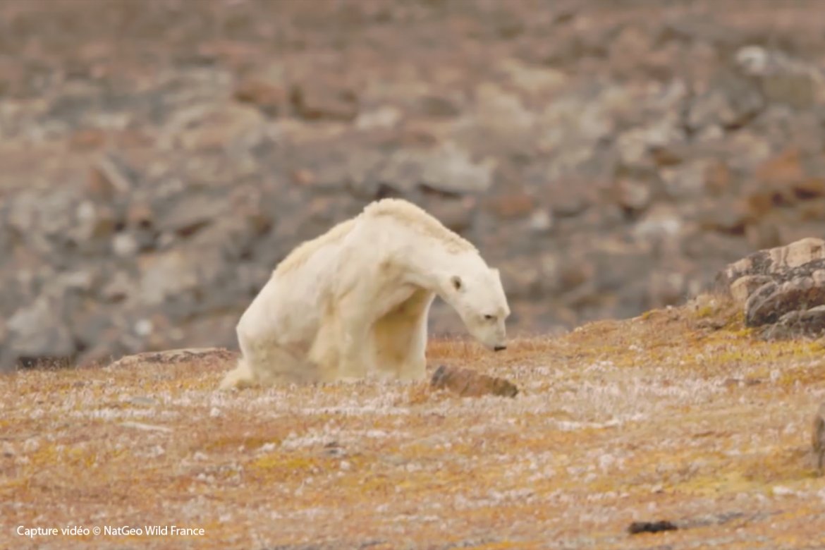 La disparition du vivant sur terre