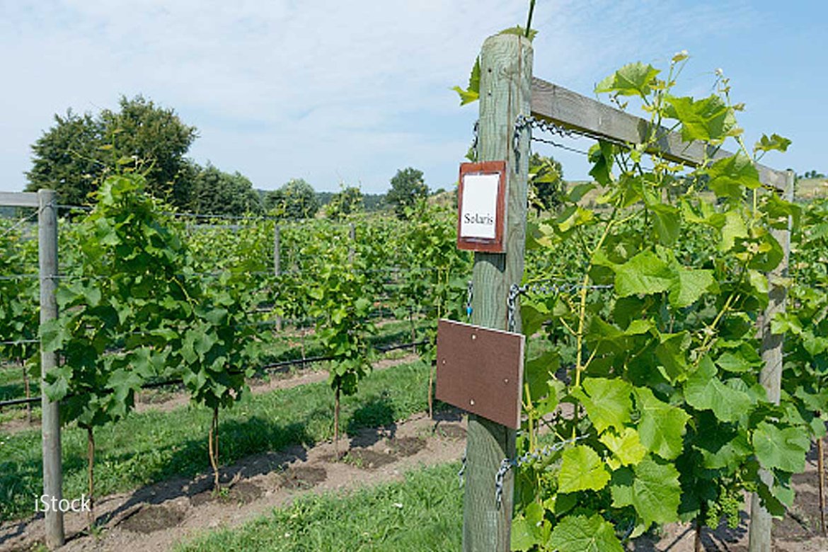 Le réchauffement climatique a du bon pour le vin scandinave