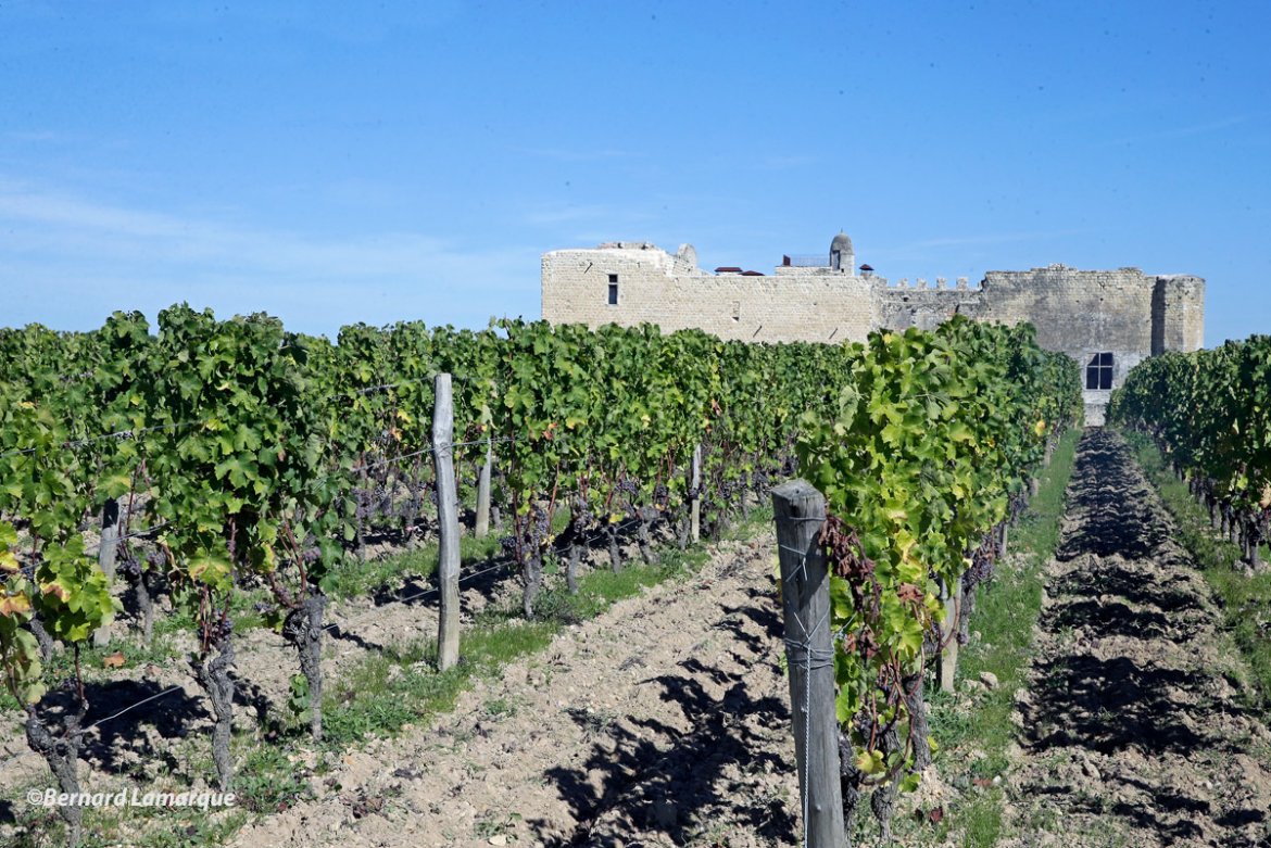 Vendanges au château de Fargues