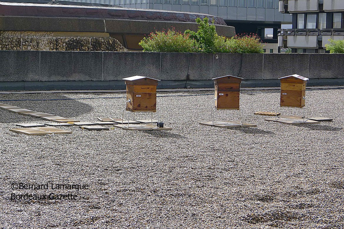 Des abeilles installées à Mériadeck