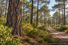 Après les incendies de 2026, faut-il à nouveau redessiner la forêt girondine ? 