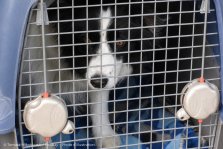 Incendies en Gironde : l'autre évacuation, celle des animaux
